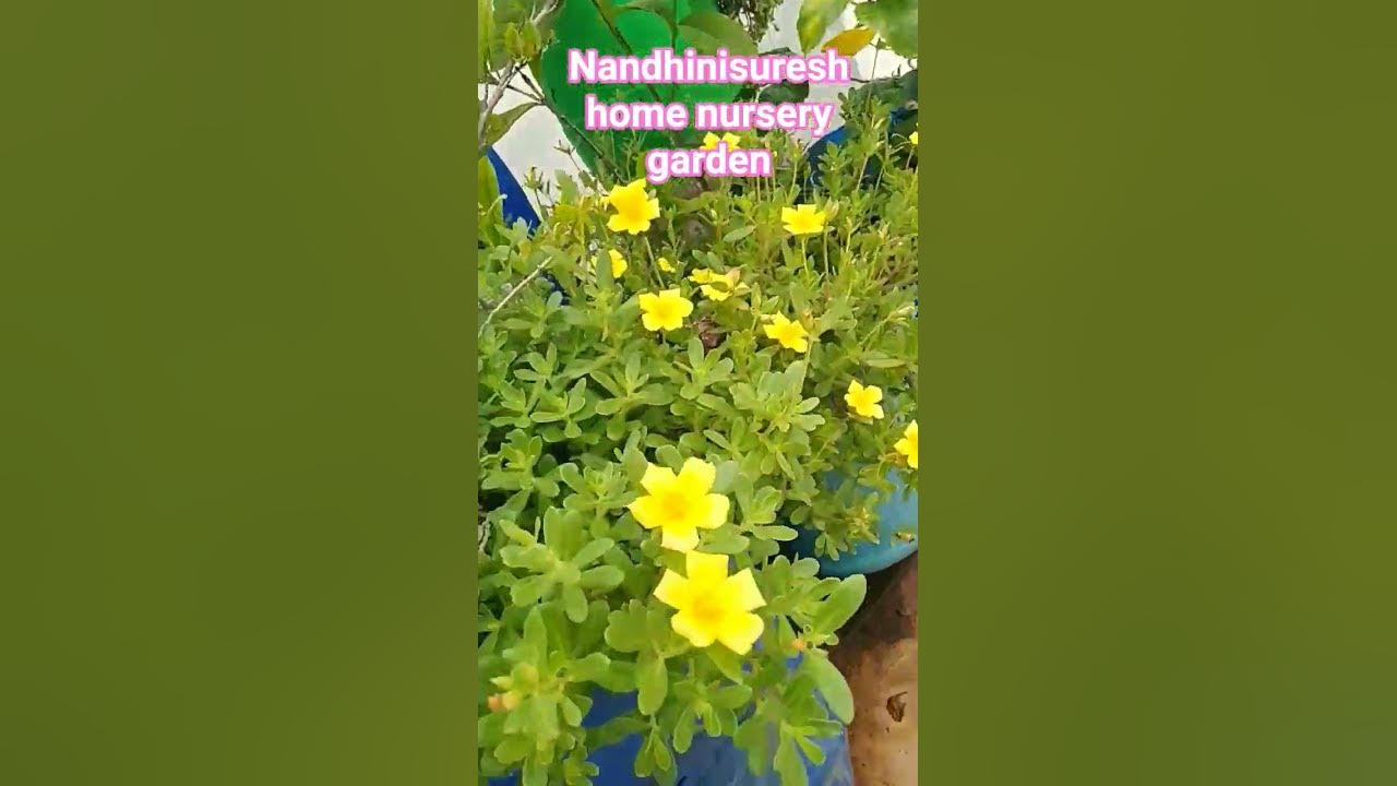 மாடிதோட்ட பூச்செடிகள் அழகு காட்சி பட்ரோஸ் single layer #nature # ...