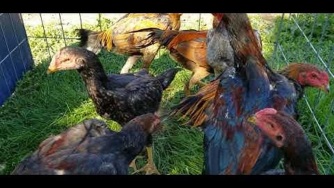 Qaib Wd ..Qaib Tundra and Qaib ICU