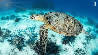 TURTLE PARADISE 3 - a Nature Relaxation Underwater Ambient 8K Film ft Relax Moods Music - 12 HOURS