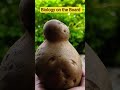Fact about conjoined potato. #biology #neet #shorts #shortvideo