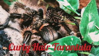Curly Hair Tarantula