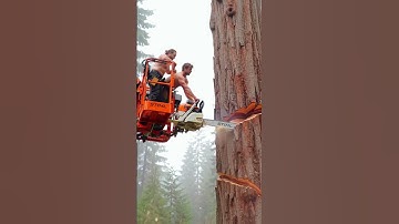 Extreme Chainsaw Work: Cutting a Giant Trunk! #chainsaw#woodworking#treecutting