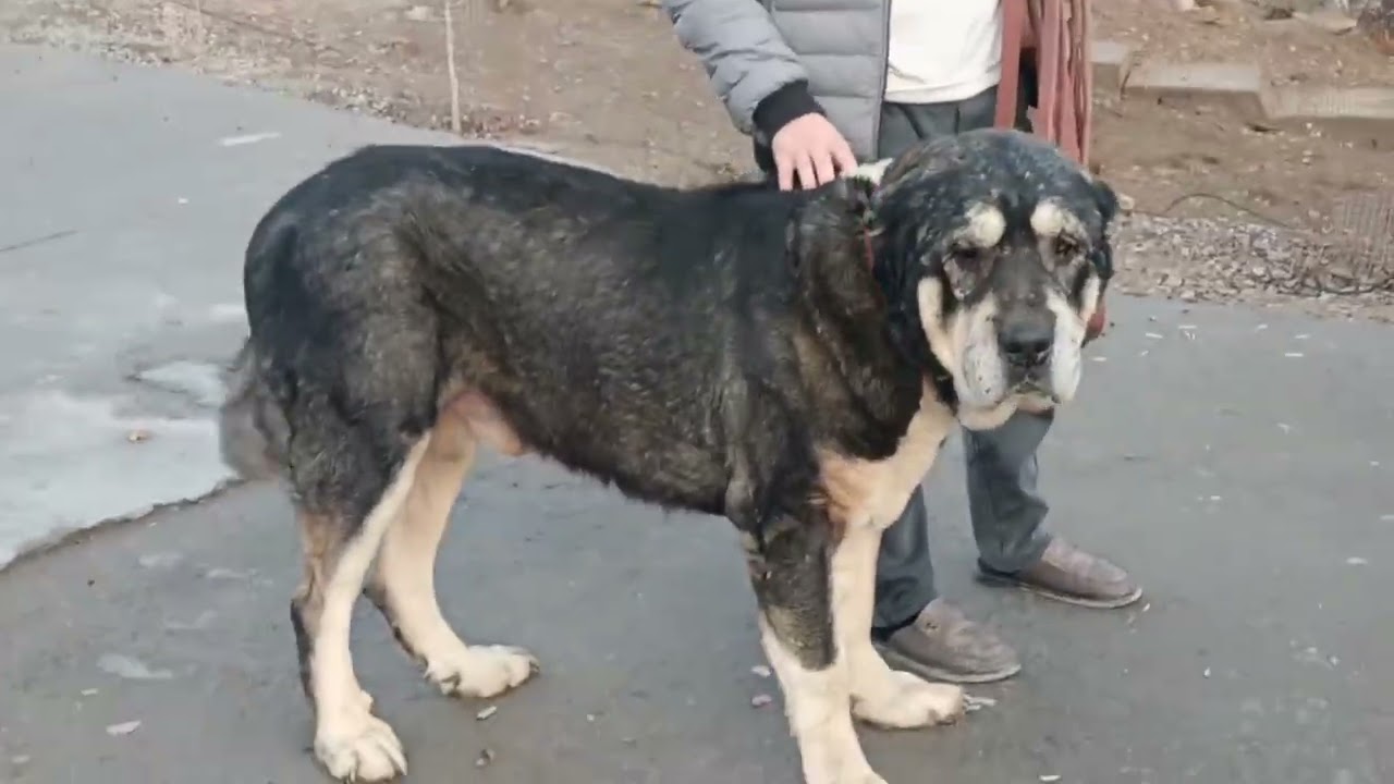 Xorazm #uzbekistan #qirgizston #turkmanistan #urganch #itlari 