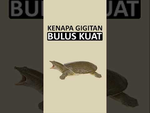 siapa yang pengen di gigit bulus? 😬✋