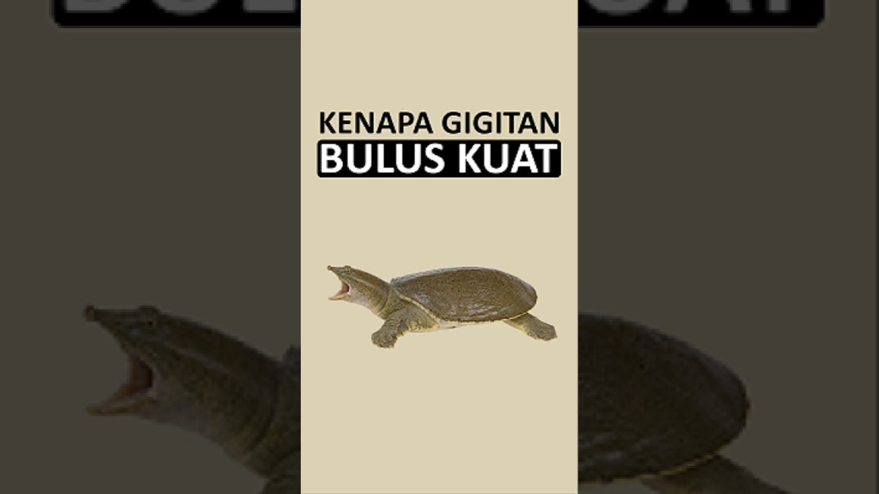 siapa yang pengen di gigit bulus? 😬✋