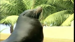 Un león marino se entrena para su actuación en el Loro Parque