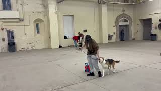 Video Of Adoptable Pet Named Major