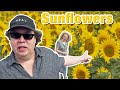 We Visit Sunflowers Fields in Eastern Washington in 4K