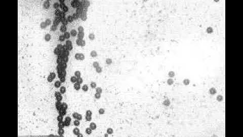 Hydrodynamic Interactions Among Bubbles, Drops, and Particles in Non-Newtonian Liquids: Suppl Vid 3