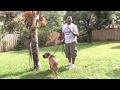 Dog Training : How to Keep a Dog From Marking Territory Dog Training : How to Keep a Dog From Marking Territory