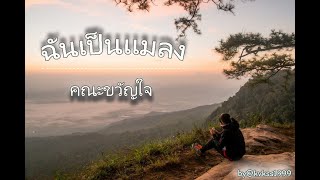 ฉันเป็นเเมลง - คณะขวัญใจ เนื้อเพลง ( music + lyrics )