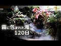 Making a Waterfall wrapped in fog 水槽立ち上げ「三段の滝」総集編