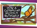 How Does a Caterpillar Become a Butterfly? | Amazing Animals | Spring is Here | SciShow Kids