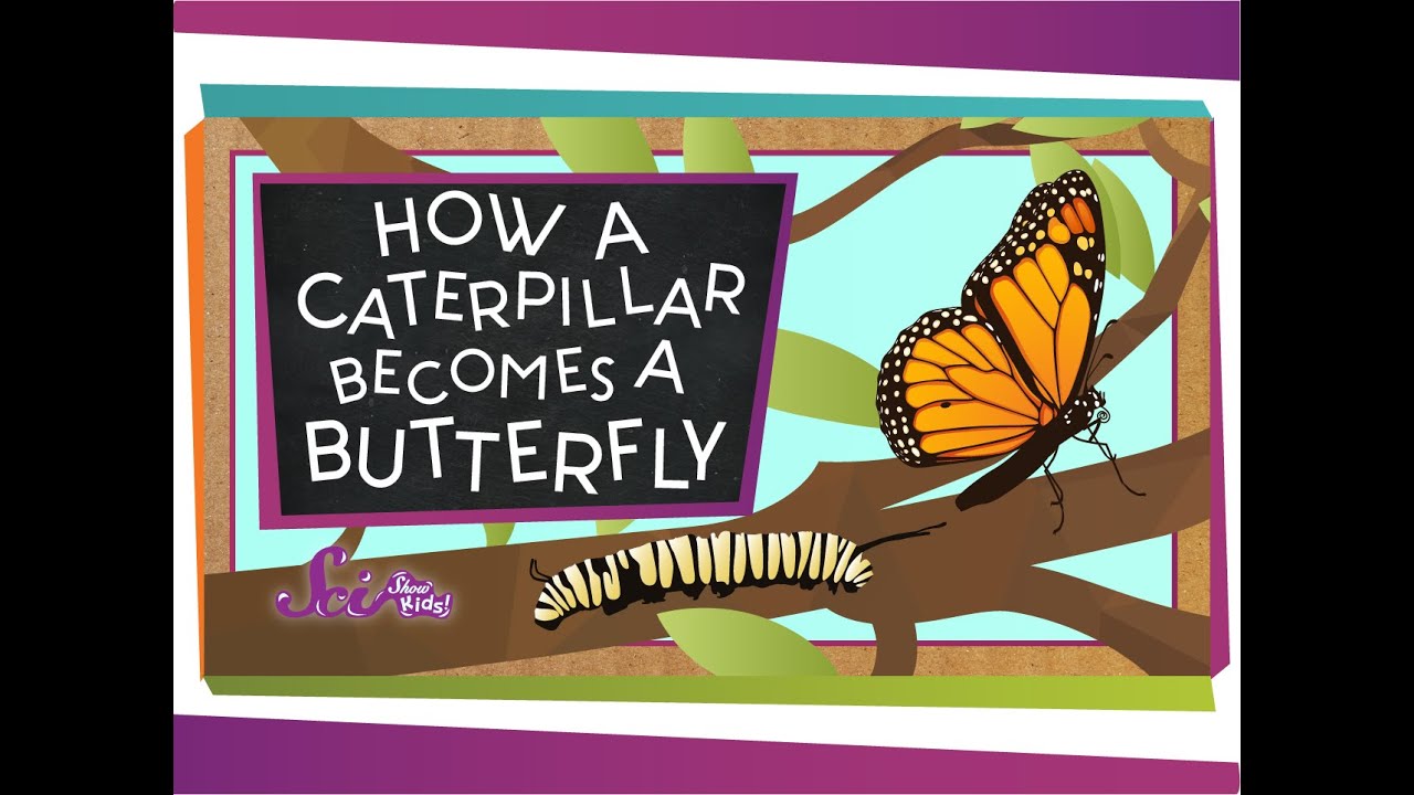 How Does a Caterpillar Become a Butterfly? | Amazing Animals | Spring is  Here | SciShow Kids - YouTube