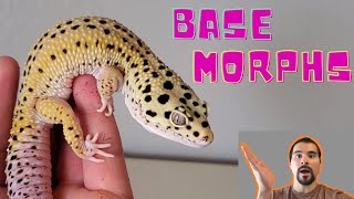 LEOPARD GECKO BASE MORPHS: Beginner's Guide to Leopard Gecko Genetics!! (2020)