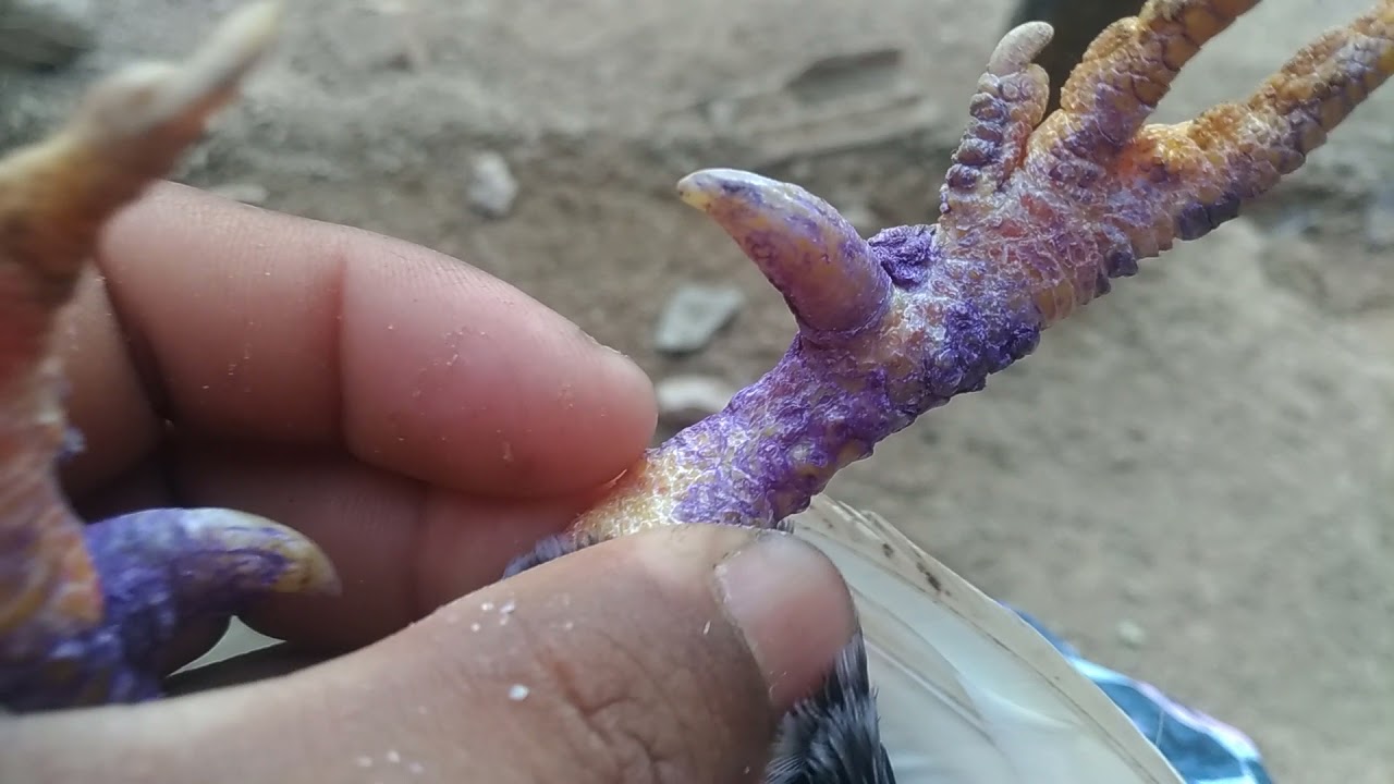 como acaba com os cascão creca dos pés das galinhas e galos