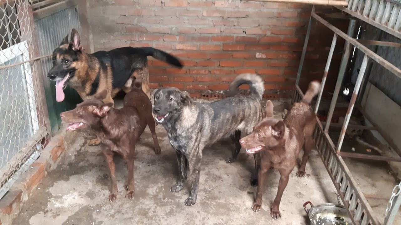 Chơi với 4 con chó + Cuộc chiến Bean,Jake và Meat + Xoa đầu 4 con chó ...