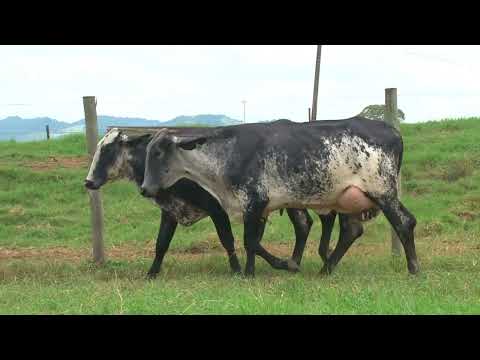 LOTE 11   6º LEILÃO VIRTUAL EXCELÊNCIA GENÉTICA   FAZENDAS REUNIDAS HD E CONVIDADOS