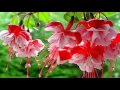 Fuchsia flower (HD1080p)