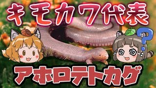 【ゆっくり解説】ミミズヘビ正体不明のアホロテトカゲ【へんないきもの#42】