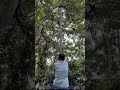 Genius DIY Bamboo Ladder for Tree Climbing