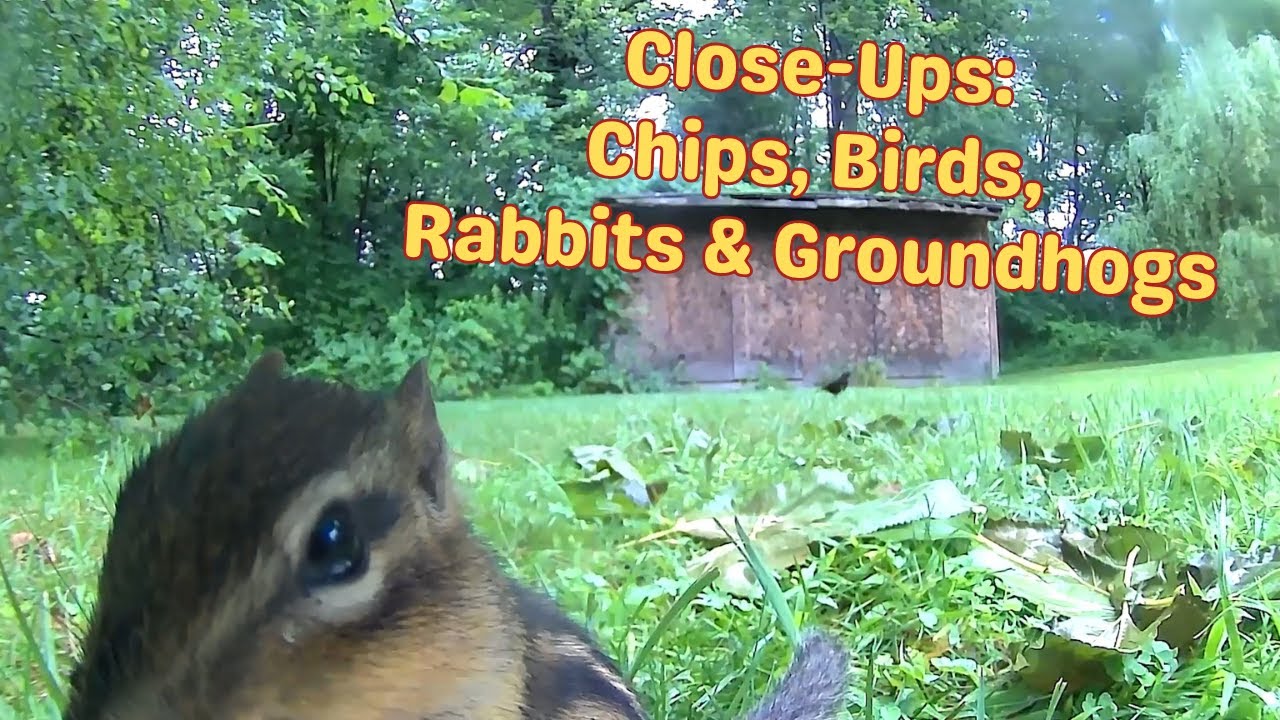 Nature Watching: Close ups of Birds, Chips, Rabbits, and Groundhogs ...
