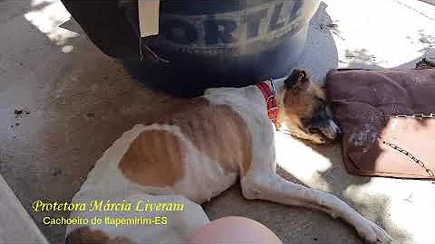 Como tratar icterícia em cães?