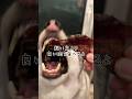 飼い主を差し置いてコストコの牛肉を食べるシベリアンハスキー