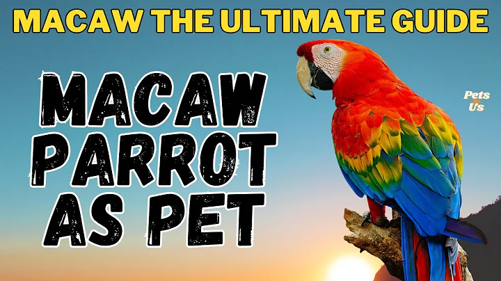 MACAW Parrot As Pet | Watch this before getting a Macaw | MACAW the Ultimate Guide | Pets and Us