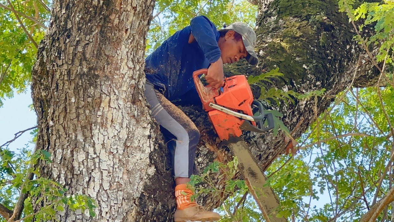 Strong & Fast ‼️ cut down old tree in the middle of the rice field, Husqvarna 3120xp.