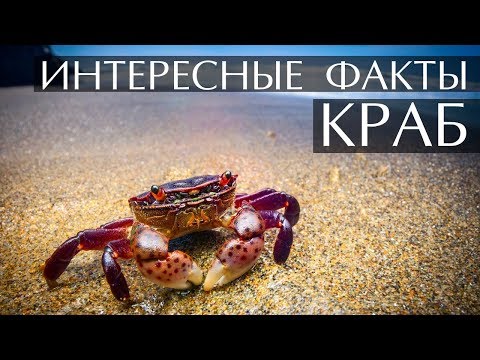 Video: Kde roste krab?