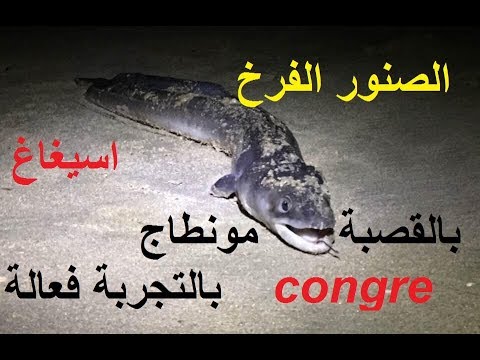 فيديو: كيفية اصطياد الفرخ