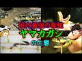 【ゆっくり解説】国内最強の毒蛇「ヤマカガシ」の生態