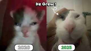 Iconic Cat Memes Then Vs Now - Part 3