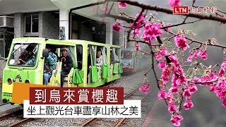 到烏來賞櫻趣坐上觀光台車盡享山林之美