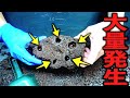 インドネシアの島に生息する鳴くカブトムシの幼虫を詰め込んだムシカゴを10ヶ月振りにひっくり返すと…