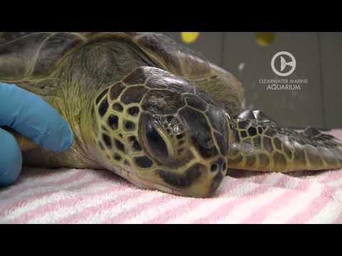 Meet California, A Rescued Green Sea Turtle