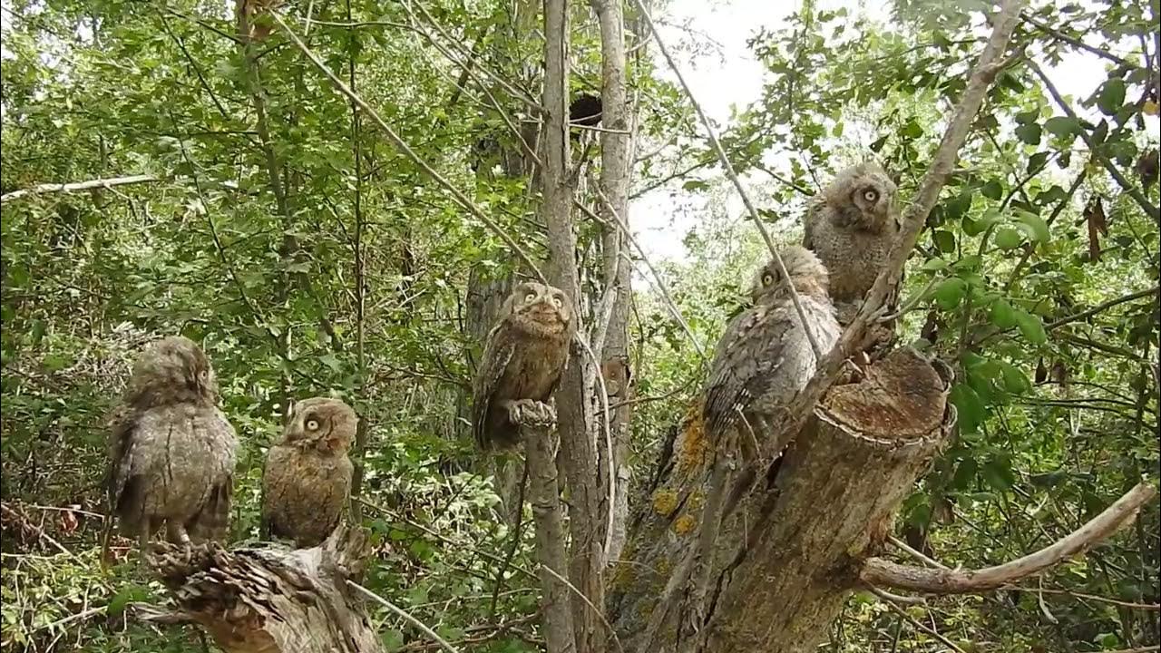 JOVENES AUTILLOS EUROPEOS Otus scops. LA RIOJA, ESPAÑA. JULIO 2023