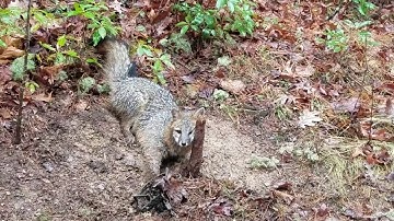 This Is My Second Fox | Scatter Bait Set