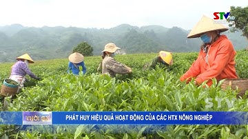Phát huy hiệu quả hoạt động của các HTX nông nghiệp