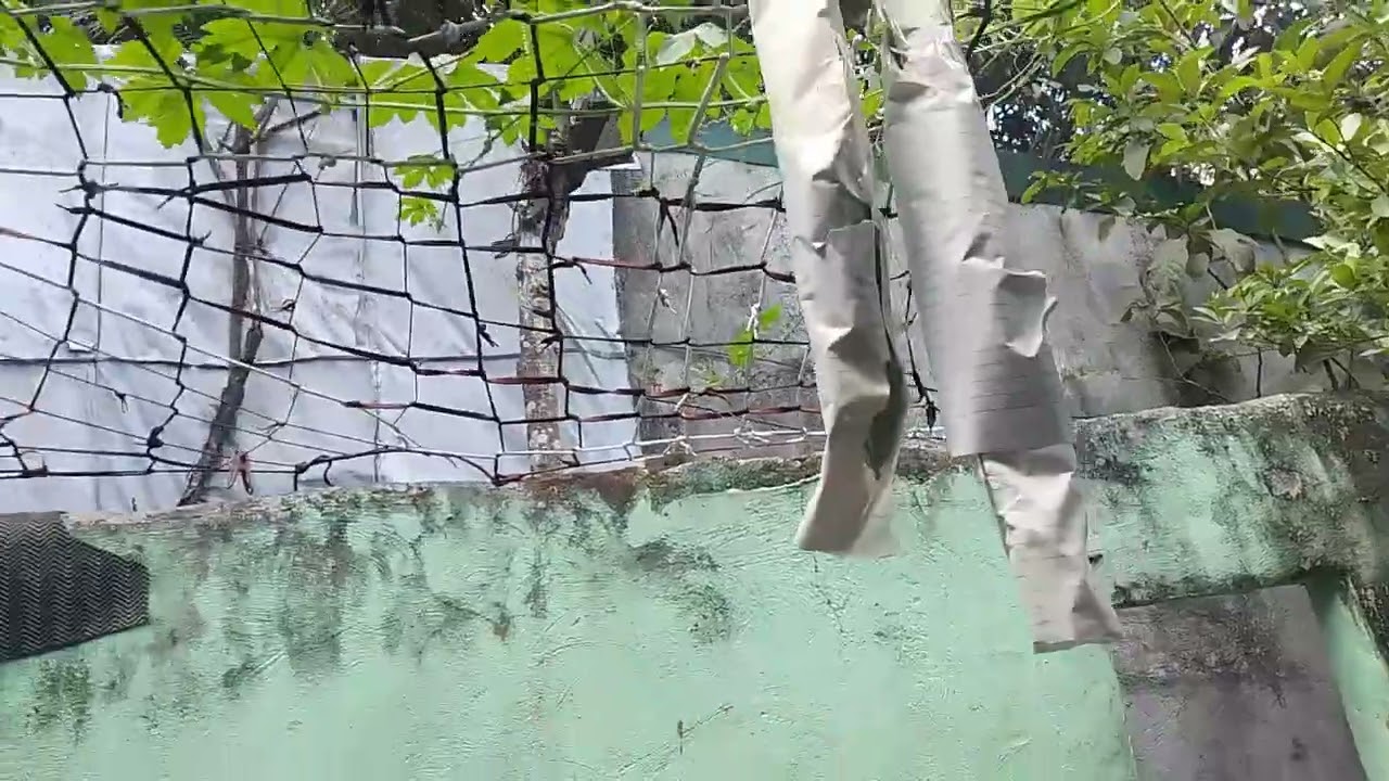 Tanim ko na gulay ampalaya