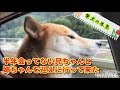 【柴犬】久し振りに家族に会う柴犬の本気をご覧ください【shiba inu】Reunion