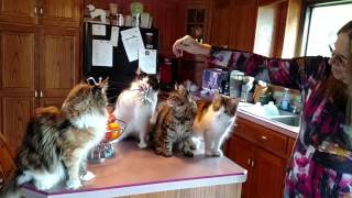 Medina County couple will show Maine Coon cats at Cat Fanciers' Association show in Akron Medina County couple will show Maine Coon cats at Cat Fanciers' Association show in Akron