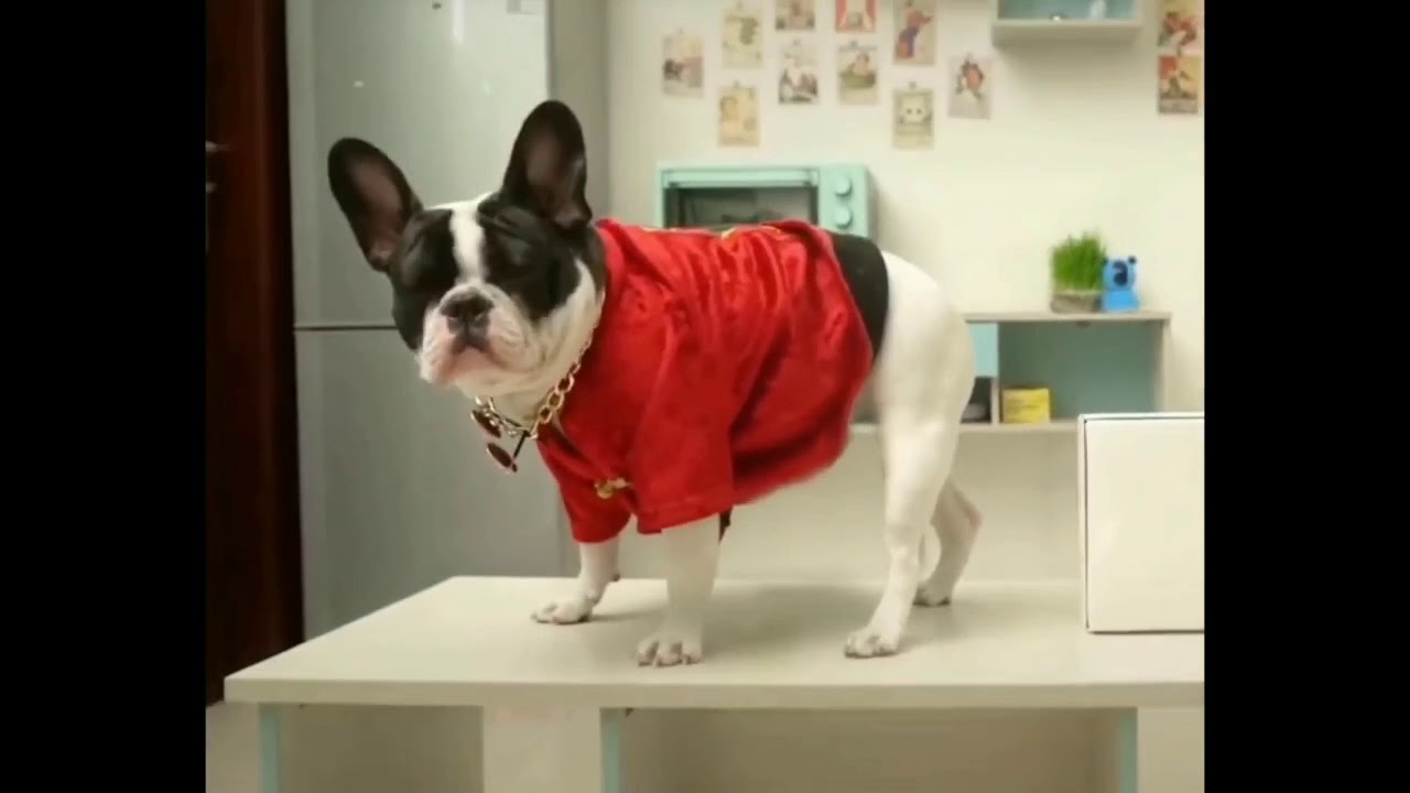 #Funny pets - YouTube