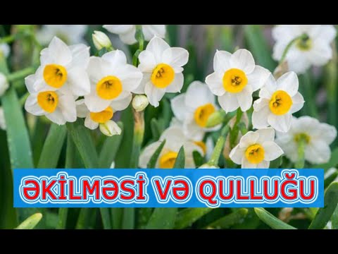 Video: Kalla zanbaq soğanlarını nə qədər dərinliyə əkmək olar?