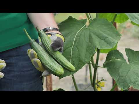 Video: Produktyviausios agurkų veislės atvirame lauke: veislių apžvalga, pavadinimai, savybės, apžvalgos