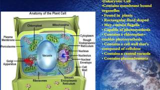 Famous The Comparison of Plant Cells vs Animal  Cells Profile