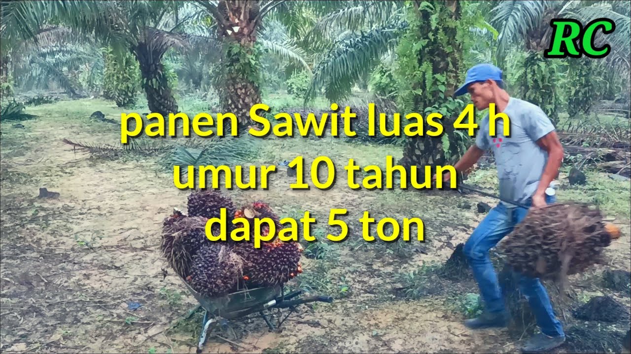 Potong Kelapa Sawit Pokok Masih Rendah Di Kasih Harga 1 Tan Rm 40 Sawitmalaysia Sawitindonesia Youtube