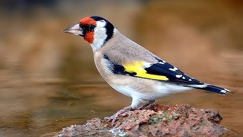 Goldfinch in the city