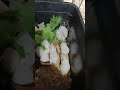 TBH Hamsters – The Ultimate Chubby Feeders for Hungry Ball Pythons!